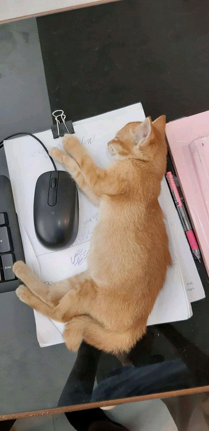 น้องโกมิน น้องโกมิน