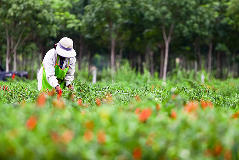เกษตรกร เกษตรกร