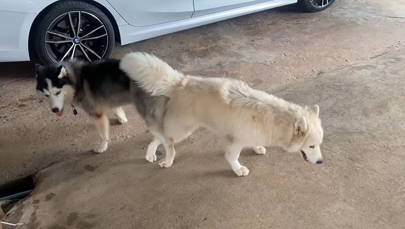 หมาผสมพันธุ์ หมาผสมพันธุ์