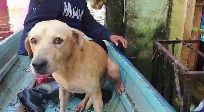 ตูบติดน้ำท่วม  ตูบติดน้ำท่วม