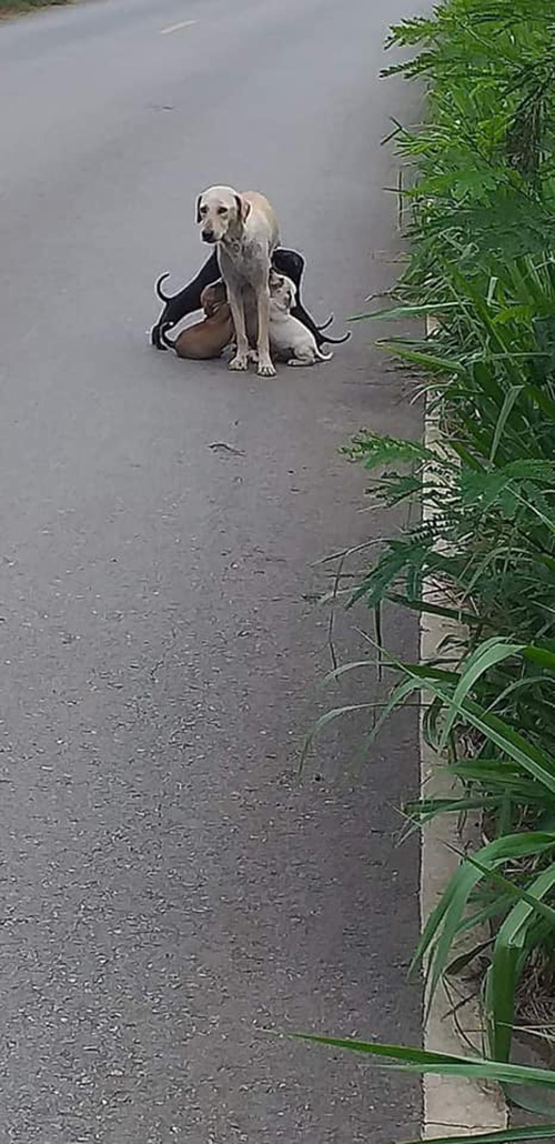 หมา หมา