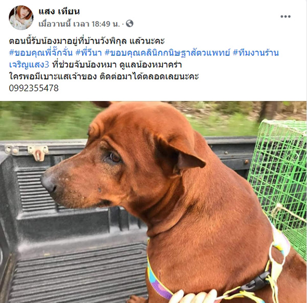 โซเชียลช่วยแชร์ตามหาเจ้าของหมา โซเชียลช่วยแชร์ตามหาเจ้าของหมา