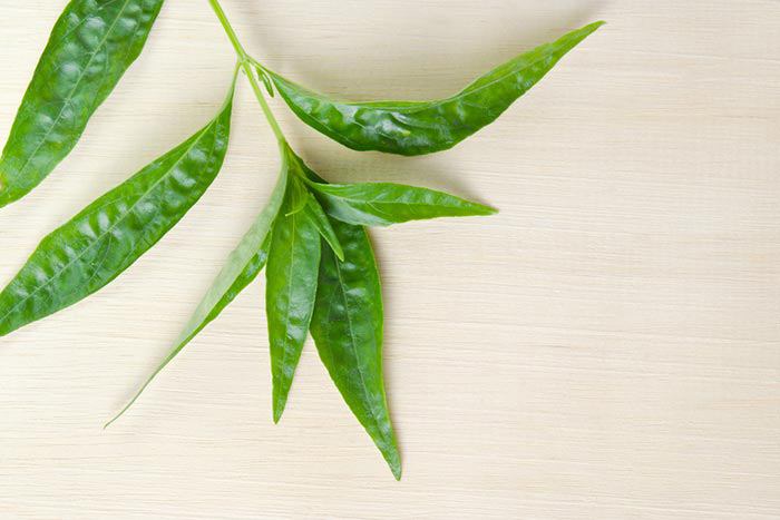 ฟ้าทะลายโจร ฟ้าทะลายโจร