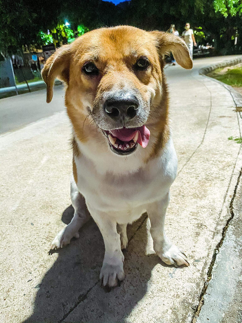 เตี้ย มช. เตี้ย มช.