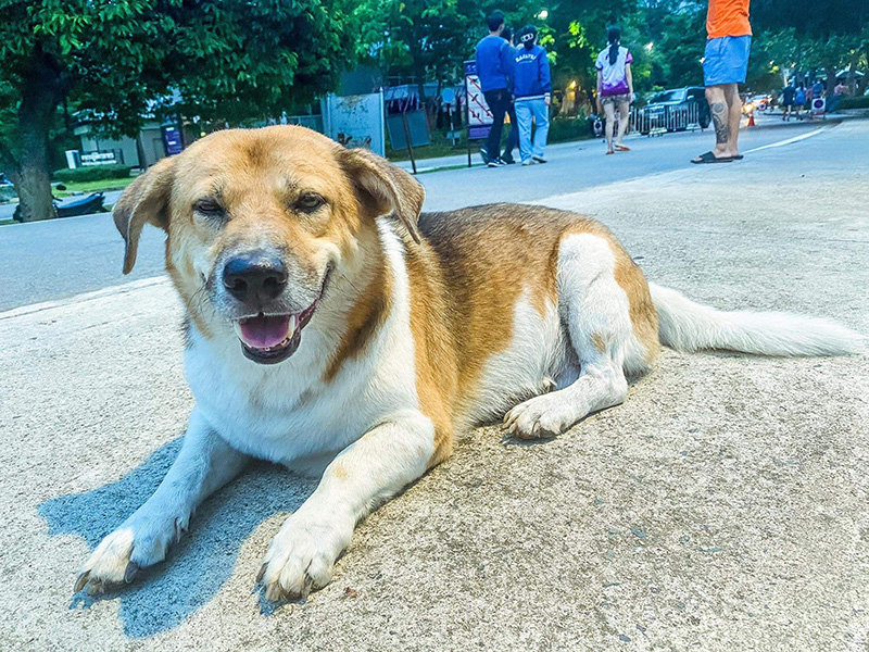 พี่เตี้ย มช. พี่เตี้ย มช.