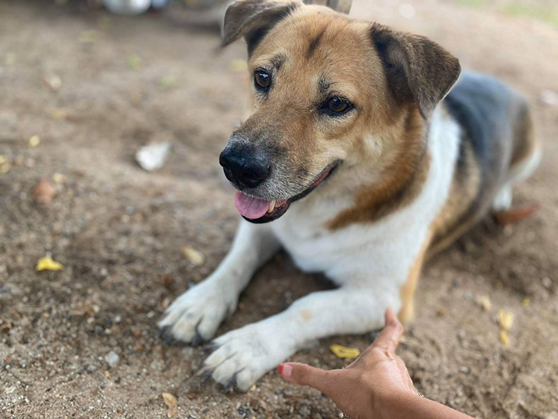 พี่เตี้ย มช. พี่เตี้ย มช.