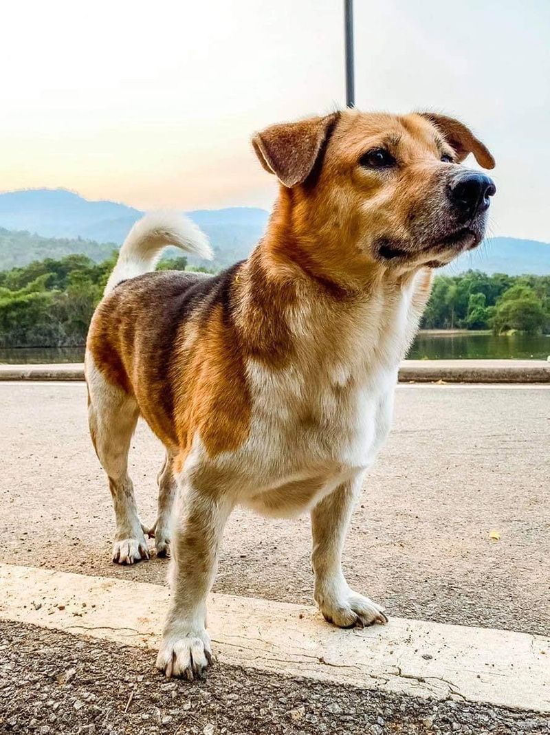 เตี้ย มช. เตี้ย มช.