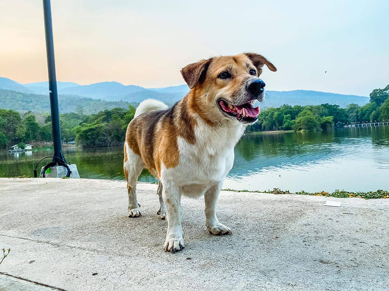 เตี้ย มช. เตี้ย มช.