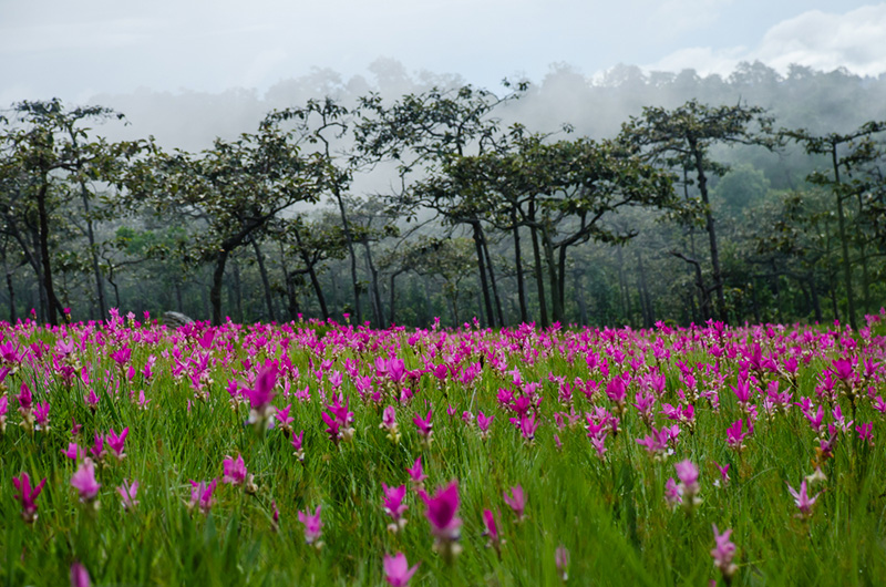 อุทยานแห่งชาติ อุทยานแห่งชาติ
