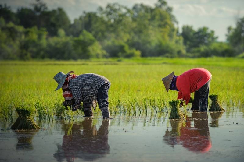 เงินช่วยเหลือชาวนา เงินช่วยเหลือชาวนา