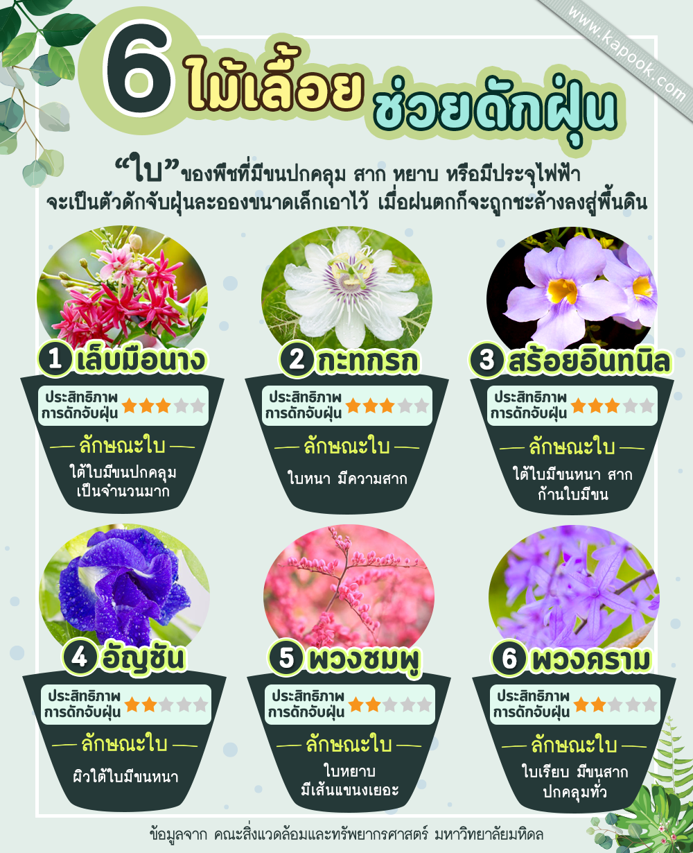 ไม้เลื้อยดักฝุ่น ไม้เลื้อยดักฝุ่น