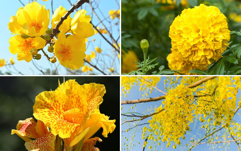 ดอกไม้สีเหลือง ดอกไม้สีเหลือง