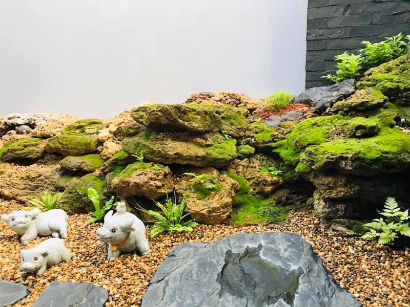 จัดสวนหินหน้าบ้าน จัดสวนหินหน้าบ้าน