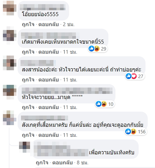 หมาตกใจหนังผี หมาตกใจหนังผี
