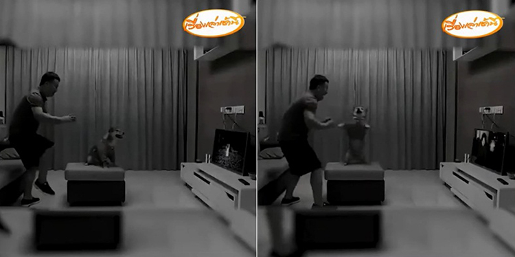 หมาตกใจหนังผี หมาตกใจหนังผี