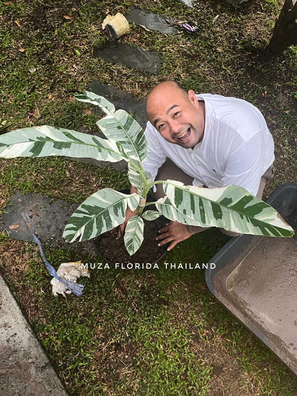 ขายกล้วยด่าง ขายกล้วยด่าง