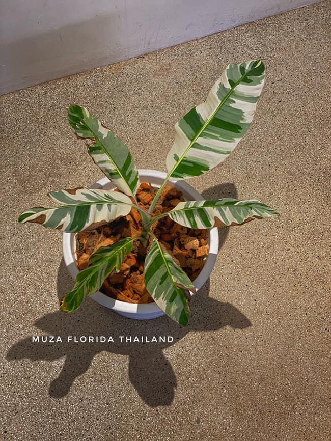 ขายกล้วยด่าง ขายกล้วยด่าง