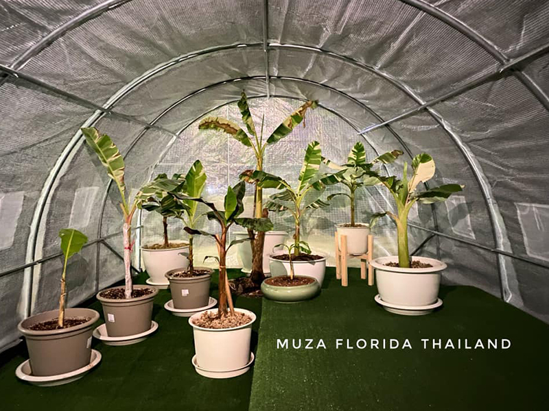 ขายกล้วยด่าง ขายกล้วยด่าง