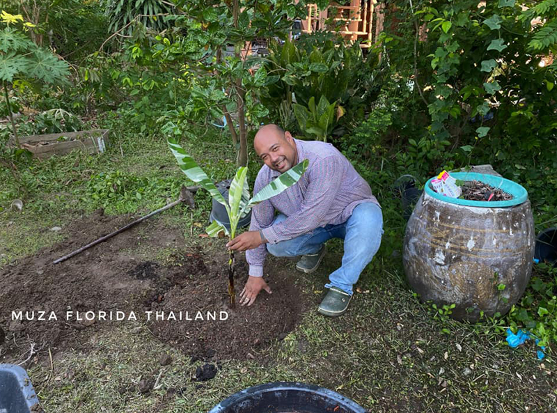 ขายกล้วยด่าง ขายกล้วยด่าง