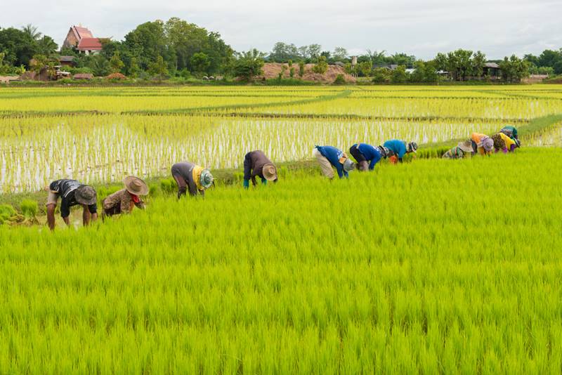 ตรวจสอบเงินประกันรายได้เกษตรกร ตรวจสอบเงินประกันรายได้เกษตรกร