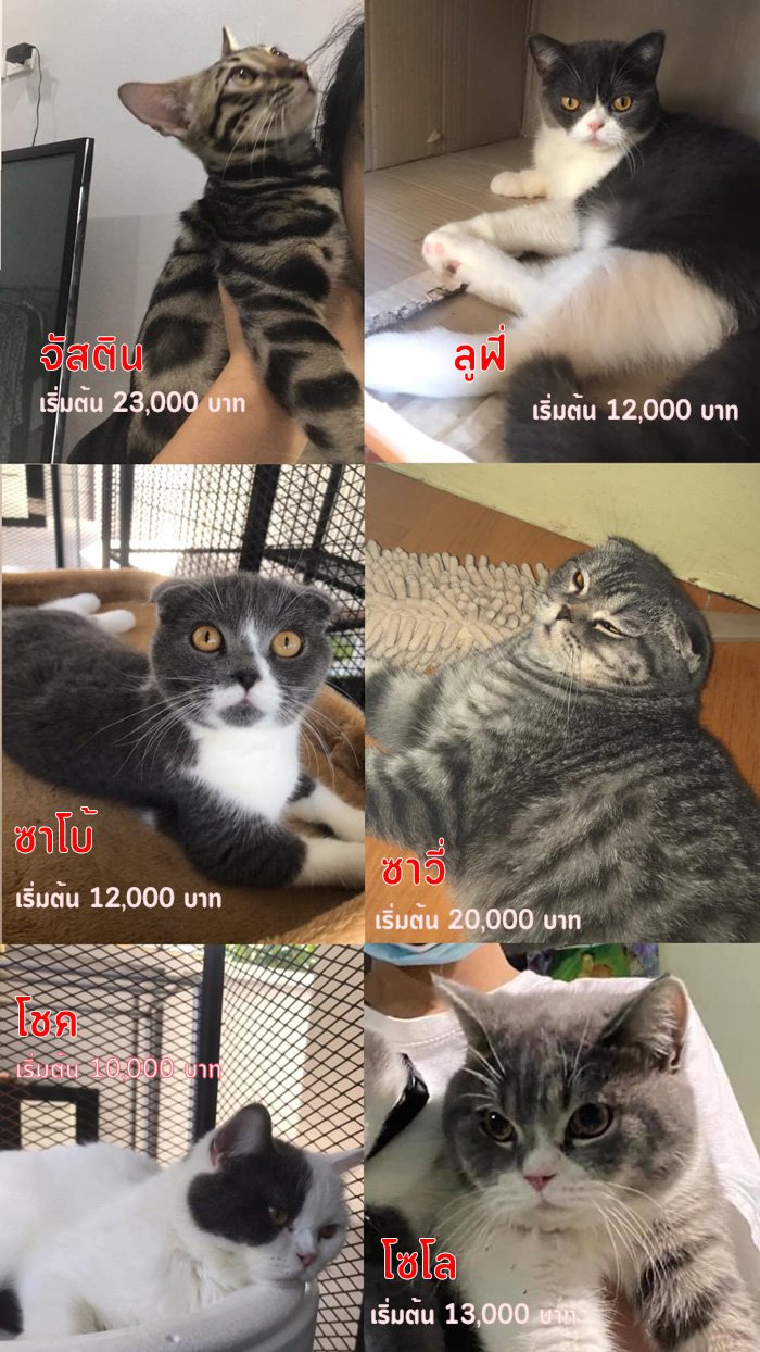 นัชญ์ ทูนหัวของบ่าว เปย์ ประมูลแมว กุ๊ก ระยอง นัชญ์ ทูนหัวของบ่าว เปย์ ประมูลแมว กุ๊ก ระยอง