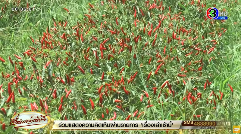 ราคาพริก ราคาพริก