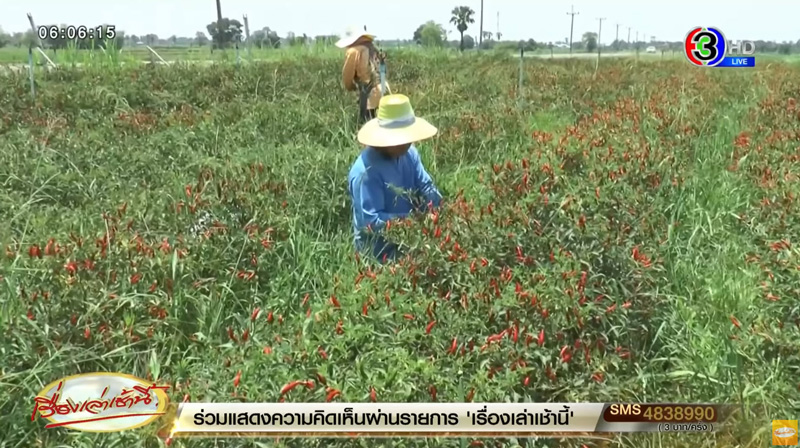 ราคาพริก ราคาพริก