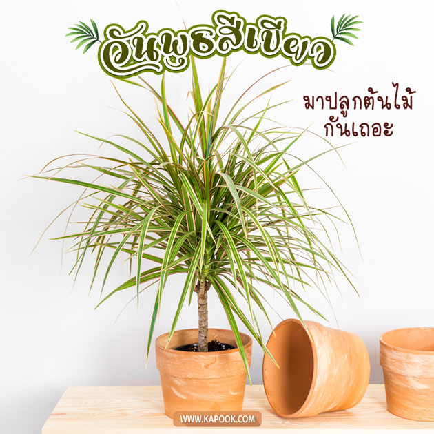 ดูดวงรายวัน ดูดวงรายวัน