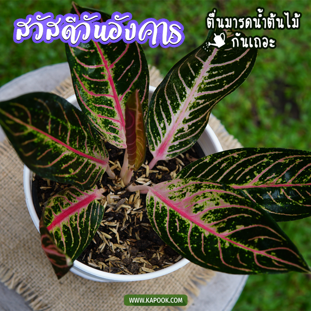 ดูดวงรายวัน ดูดวงรายวัน