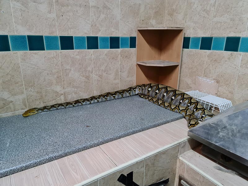 งูกินแมว งูกินแมว