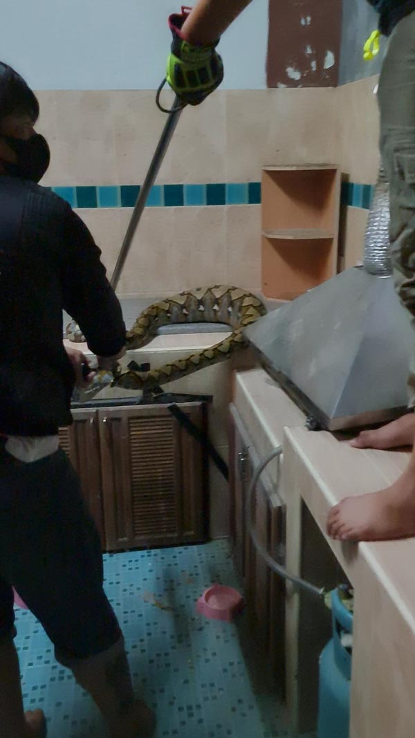 งูกินแมว งูกินแมว