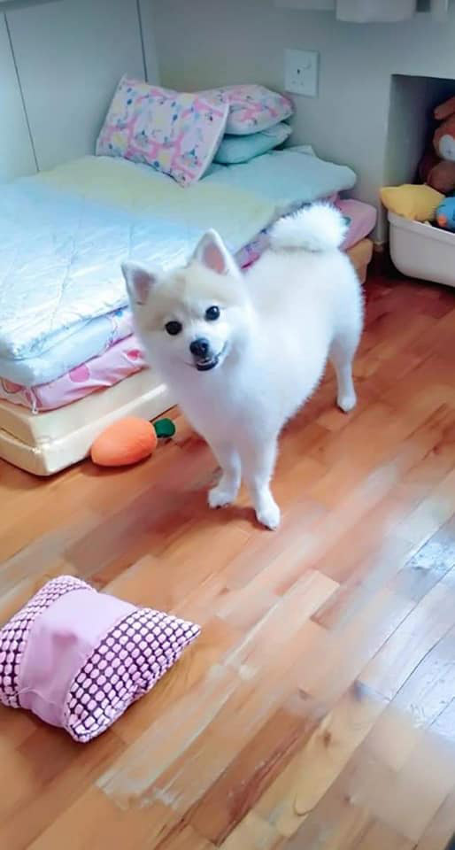 โกนขนหมา โกนขนหมา