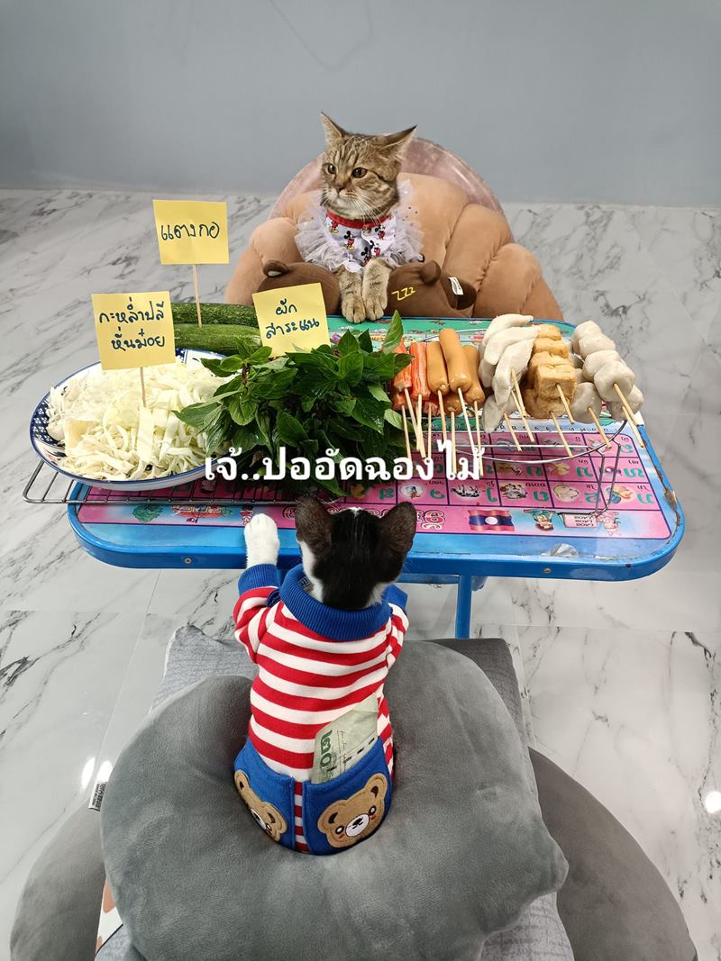 บ่งบ้ง แมวแม่ค้า บ่งบ้ง แมวแม่ค้า
