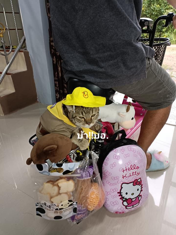 บ่งบ้ง แมวแม่ค้า บ่งบ้ง แมวแม่ค้า