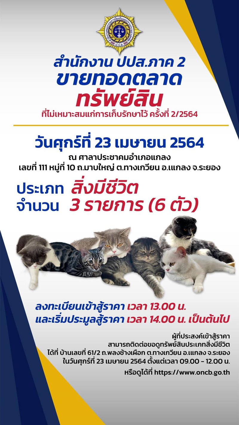 นัชญ์ ทูนหัวของบ่าว เปย์ ประมูลแมว กุ๊ก ระยอง นัชญ์ ทูนหัวของบ่าว เปย์ ประมูลแมว กุ๊ก ระยอง