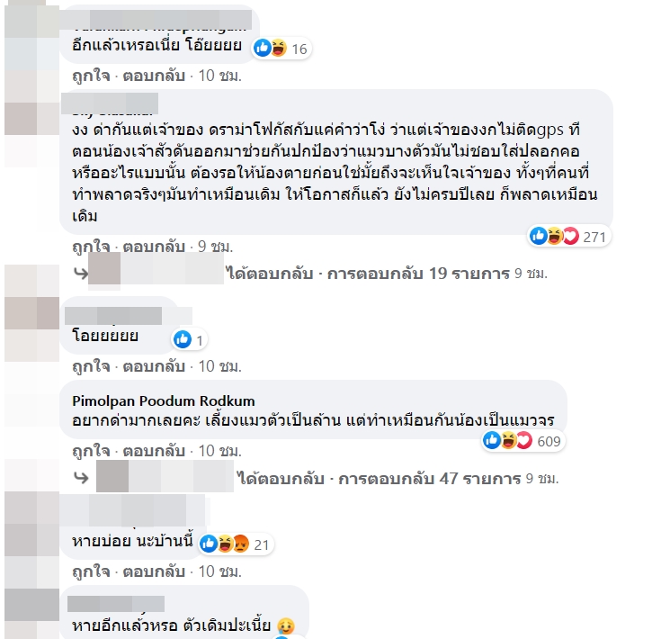 แมวหสบ แมวหสบ