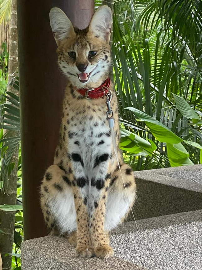 แมวหาย แมวหาย