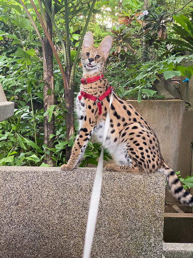 แมวหาย แมวหาย