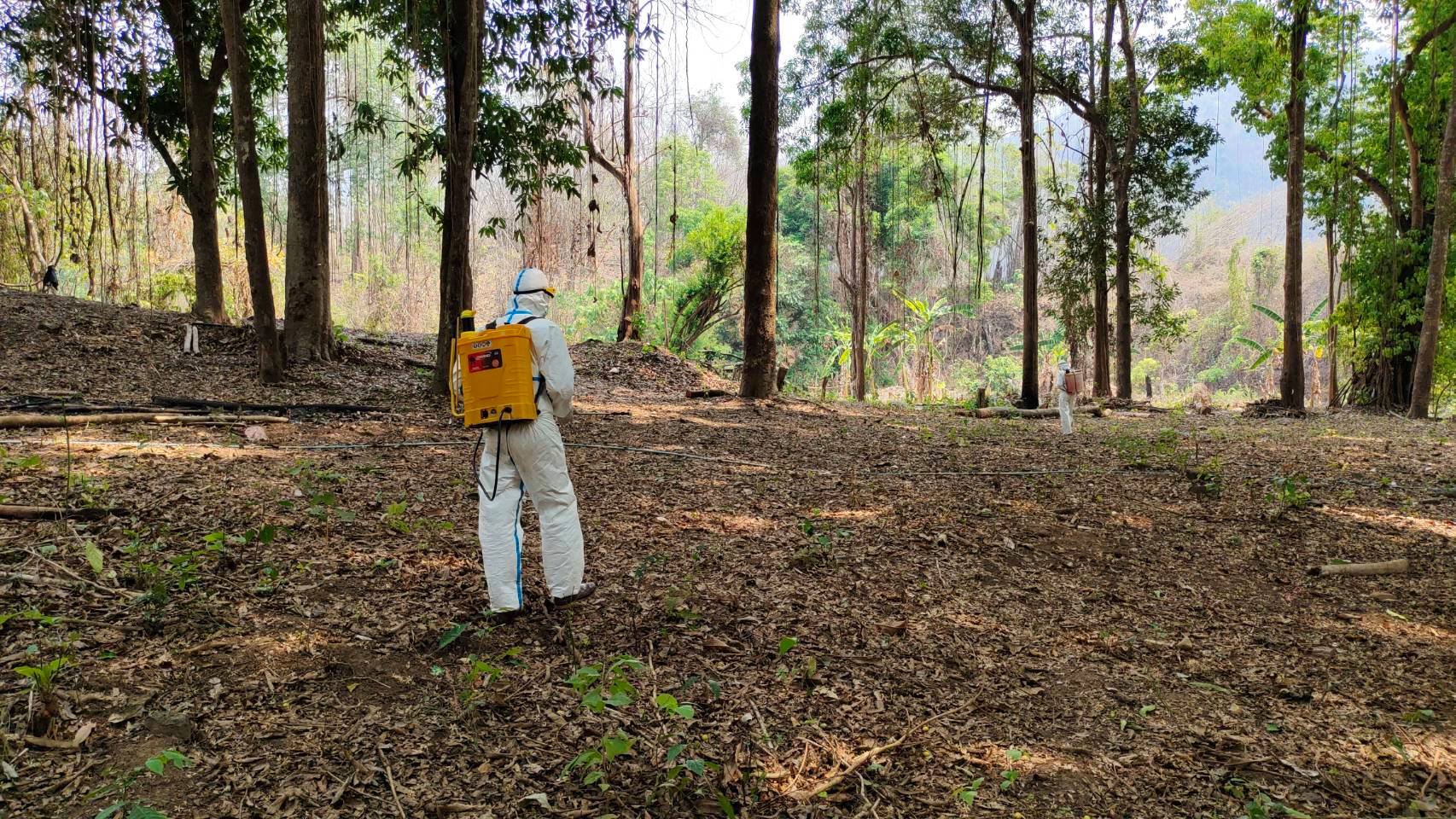 พ่นยาฆ่าโควิดในป่า พ่นยาฆ่าโควิดในป่า