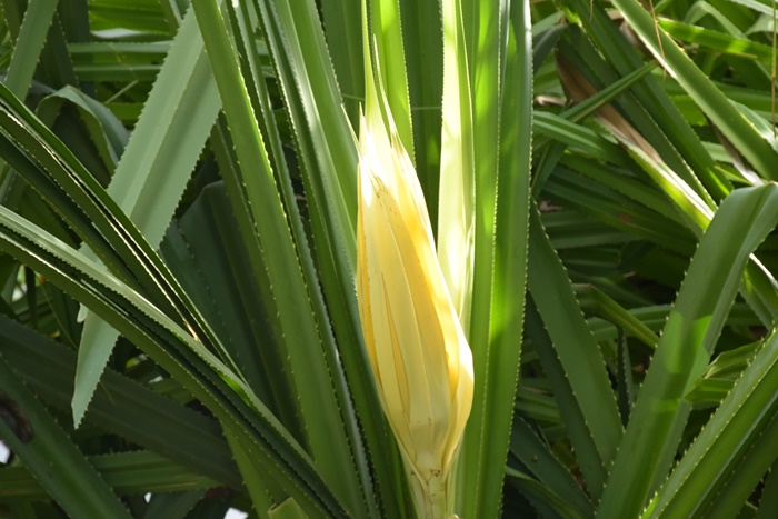 ออกดอกครั้งแรก ในรอบ 1,300 ปี ! ออกดอกครั้งแรก ในรอบ 1,300 ปี !