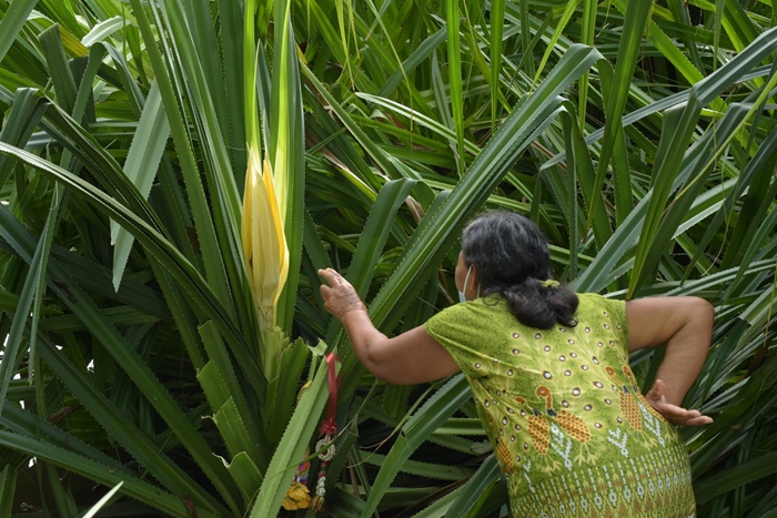 ออกดอกครั้งแรก ในรอบ 1,300 ปี ! ออกดอกครั้งแรก ในรอบ 1,300 ปี !