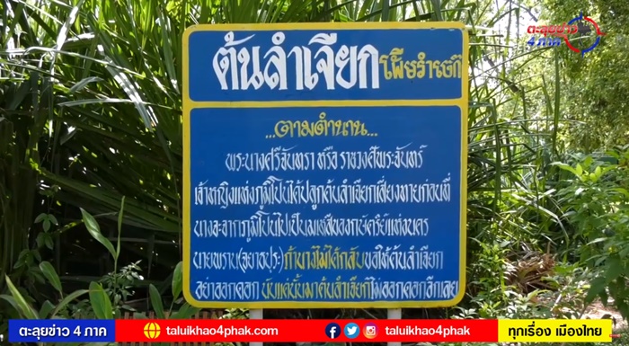 ออกดอกครั้งแรก ในรอบ 1,300 ปี ! ออกดอกครั้งแรก ในรอบ 1,300 ปี !