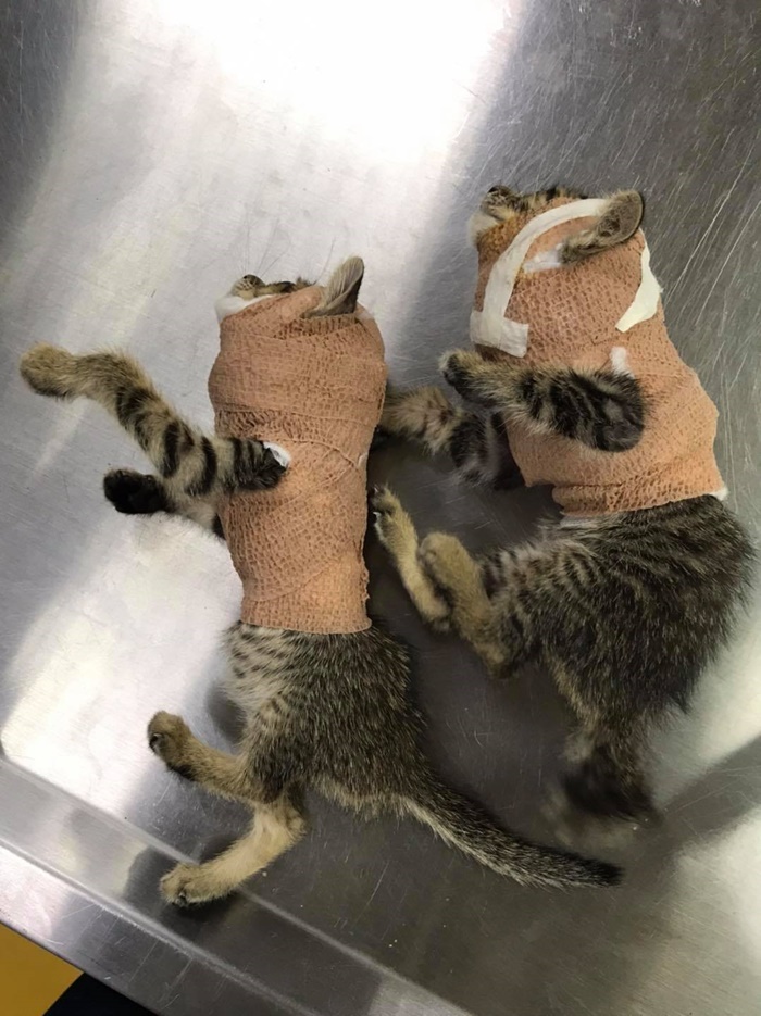 สองเหมียวรุมกัดหมา สองเหมียวรุมกัดหมา