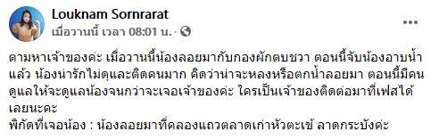 หมาหลง หมาหลง