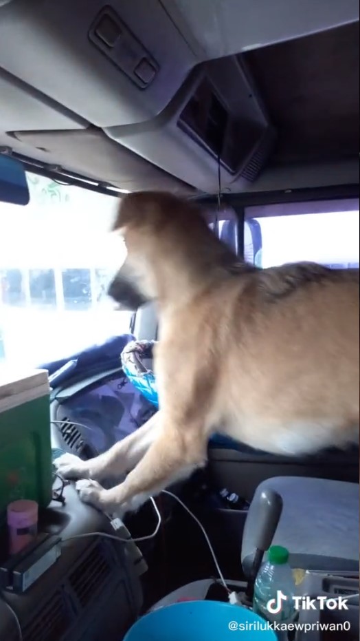 สุนัข สุนัข