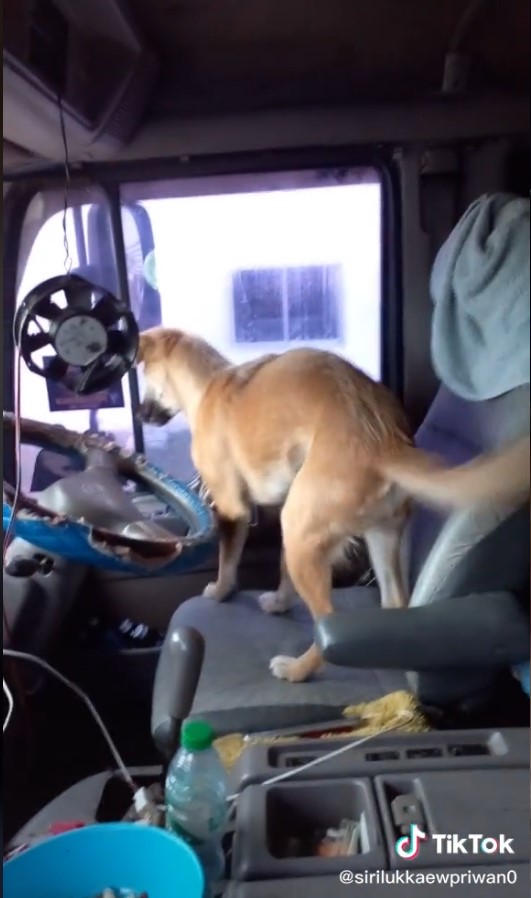 สุนัข สุนัข