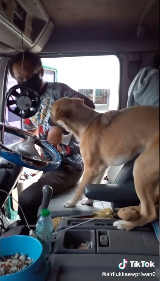 สุนัข สุนัข