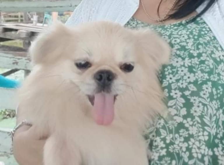 หมาหลง หมาหลง