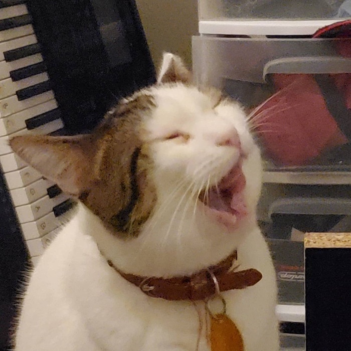 Popcat Popcat