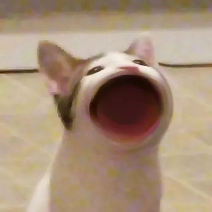 Popcat Popcat
